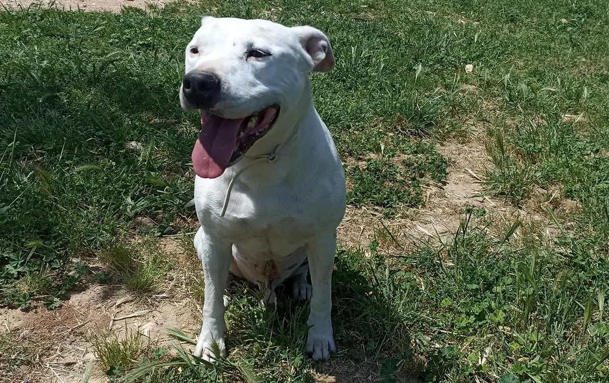 À l'adoption : Moka