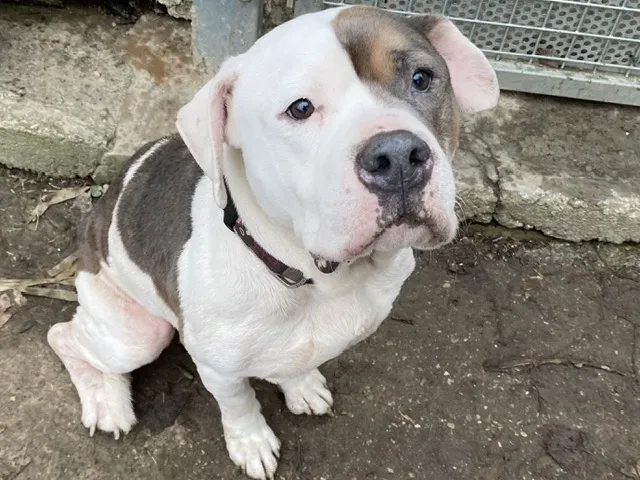 À l'adoption : Osko