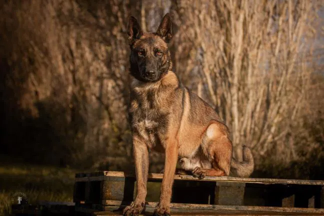 À l'adoption : Simba