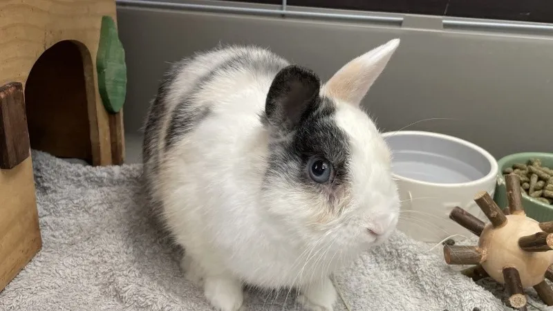 À l'adoption : Tibou