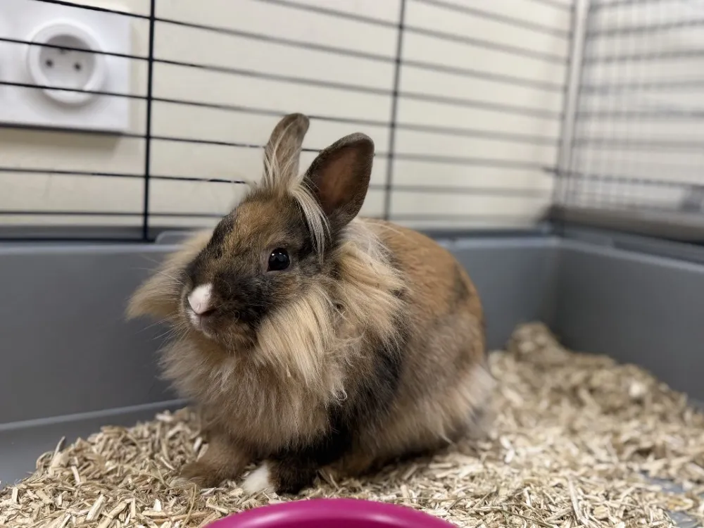 À l'adoption : Booba