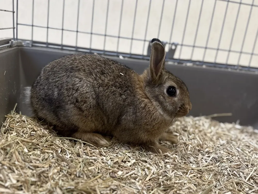 À l'adoption : Damso