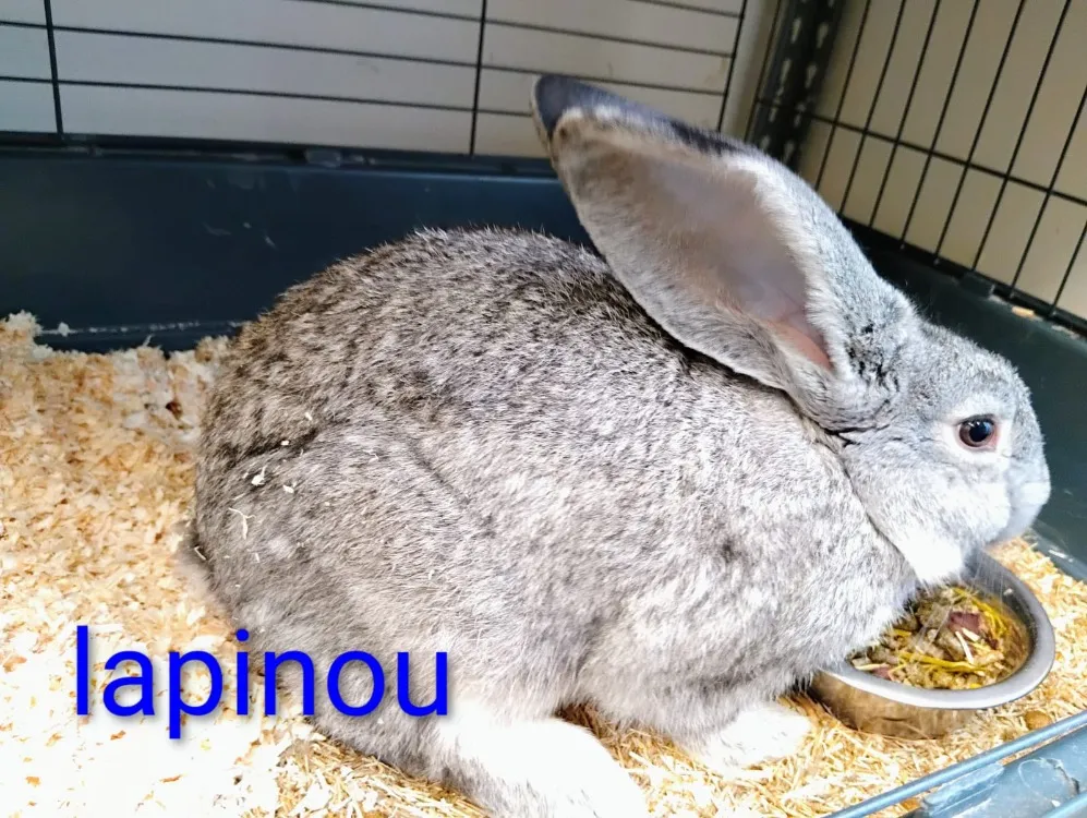 À l'adoption : Lapinou