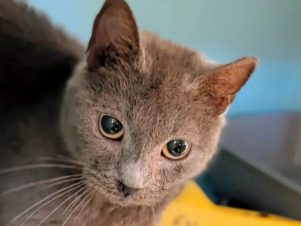 À l'adoption : Jane Att Sté