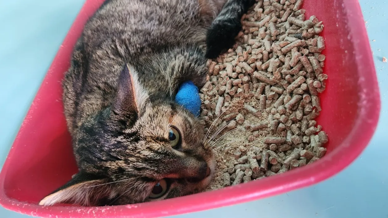 À l'adoption : Rainbow