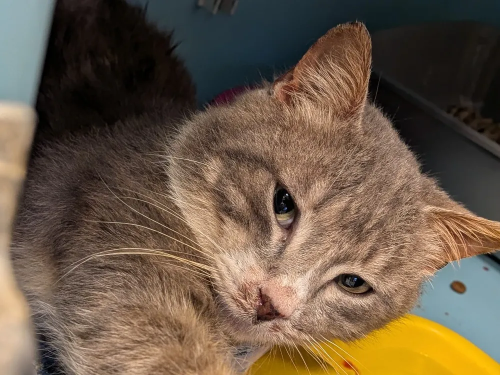 À l'adoption : Jipce Att Sté