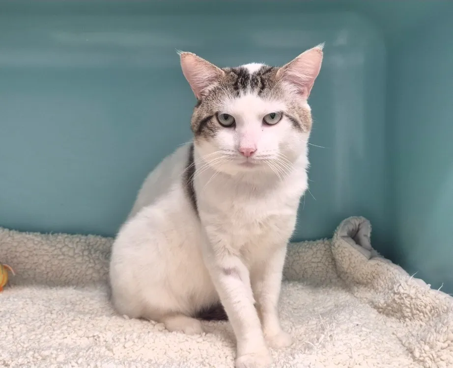 À l'adoption : Ninou