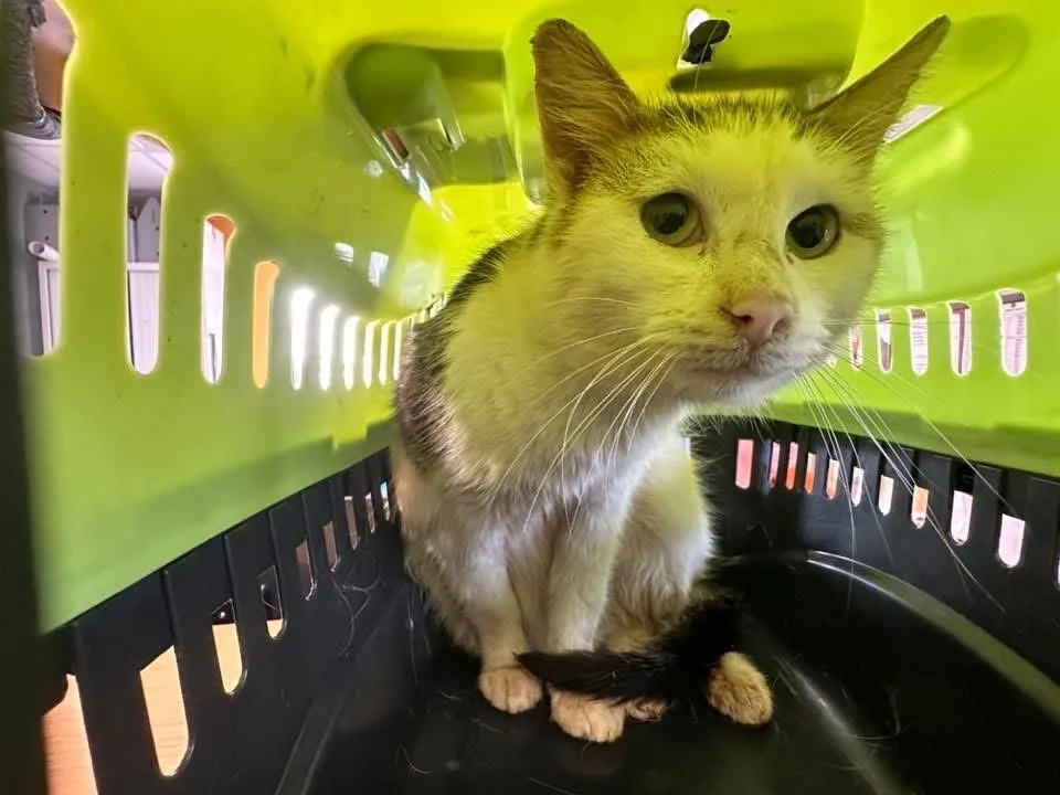 À l'adoption : Gigi