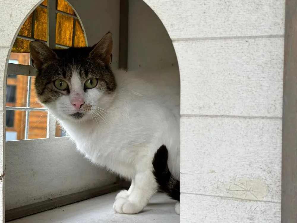 À l'adoption : Girouette