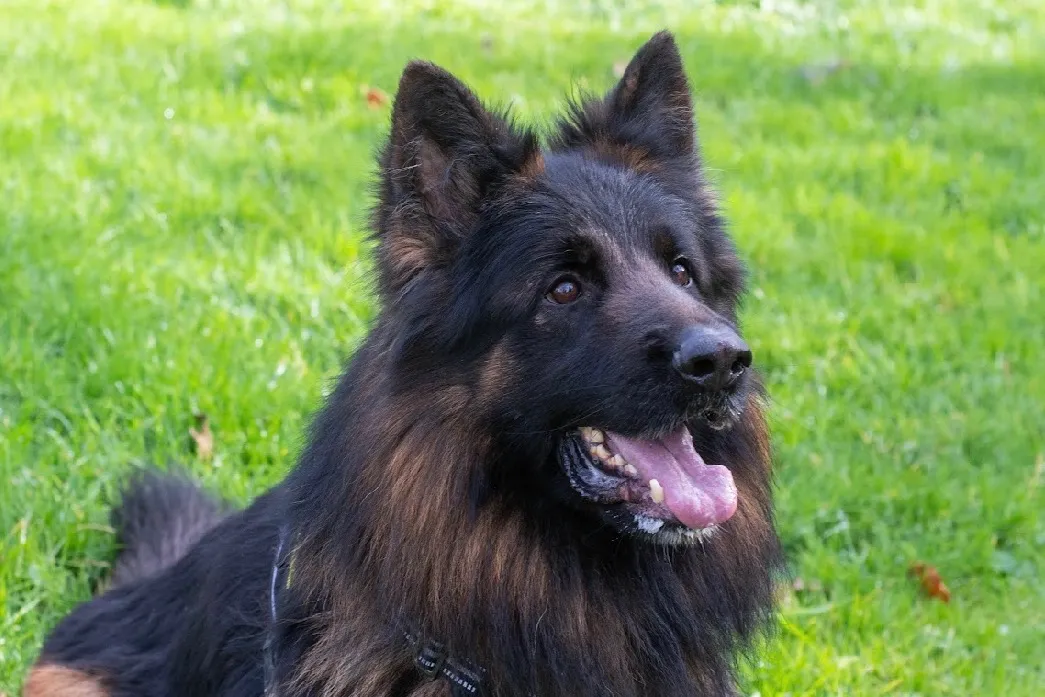 À l'adoption : Taiko