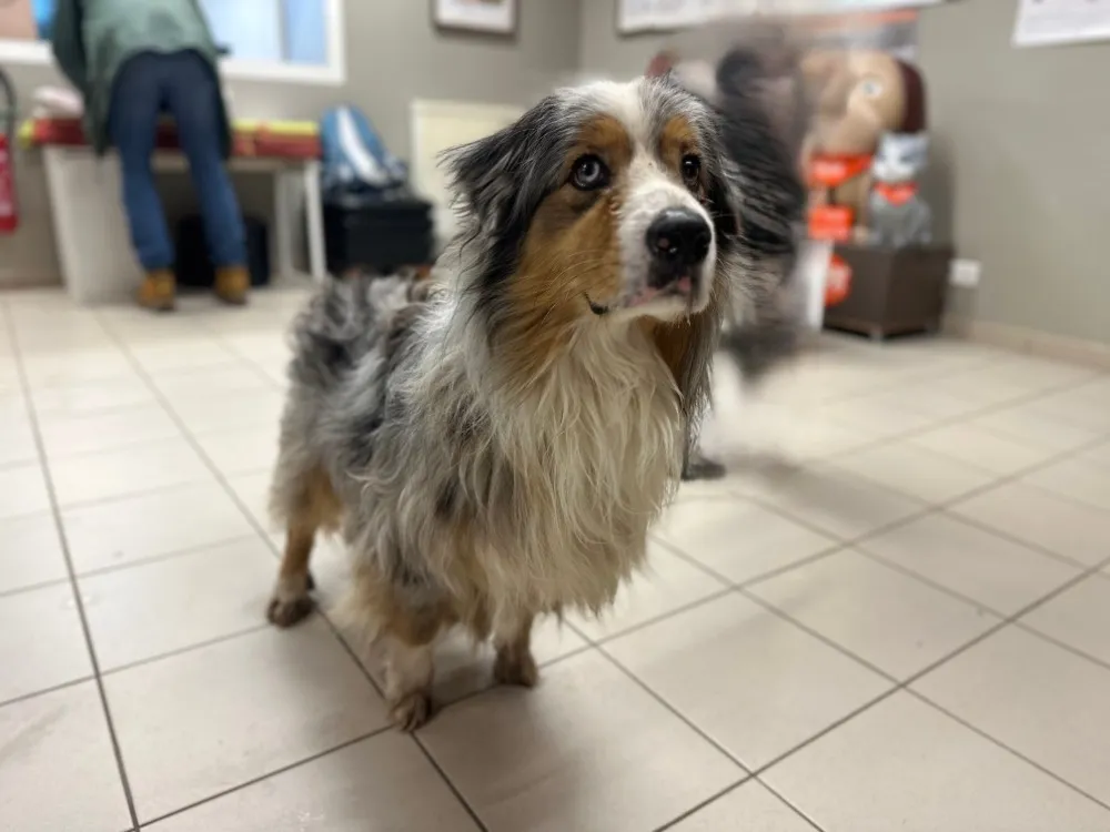 À l'adoption : Saiko