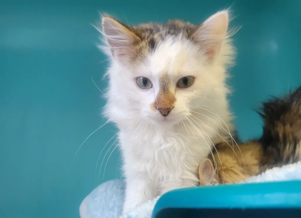 À l'adoption : Fendi ( Famille Relais )