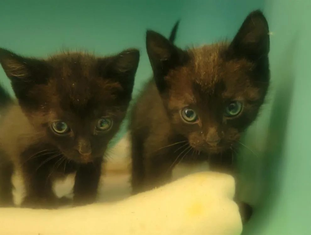 À l'adoption : Frimousse