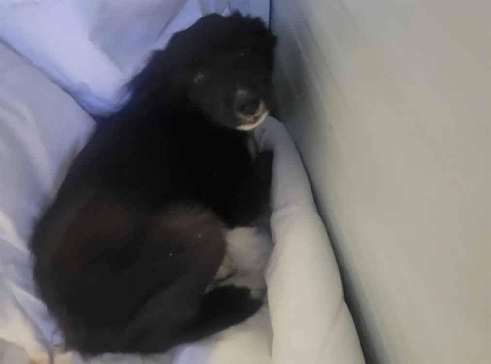 À l'adoption : Paolo