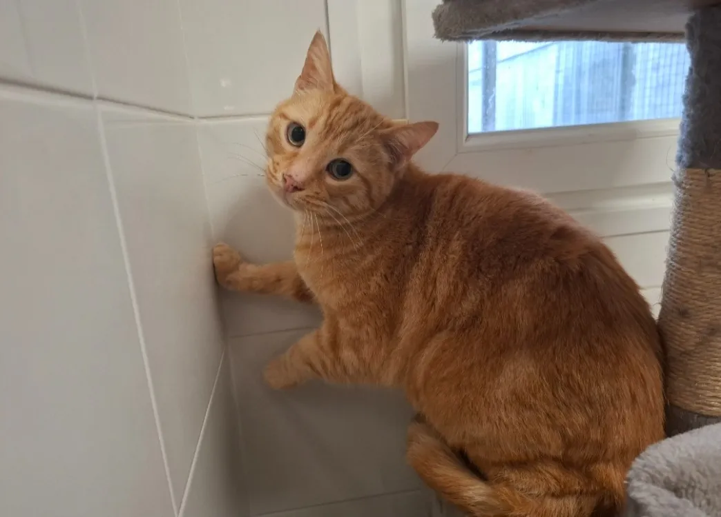 À l'adoption : Bastet