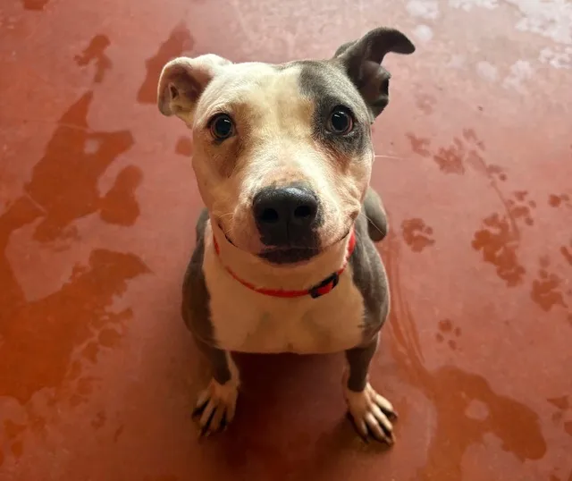 À l'adoption : Amy Paa24078