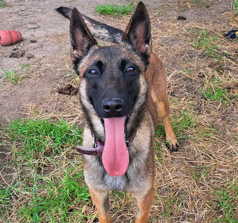 À l'adoption : Kipi