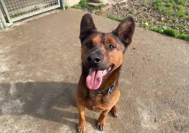 À l'adoption : Voldi