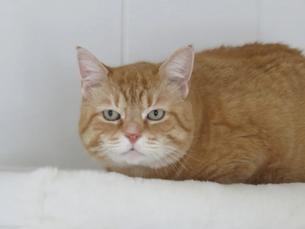 À l'adoption : Virgile