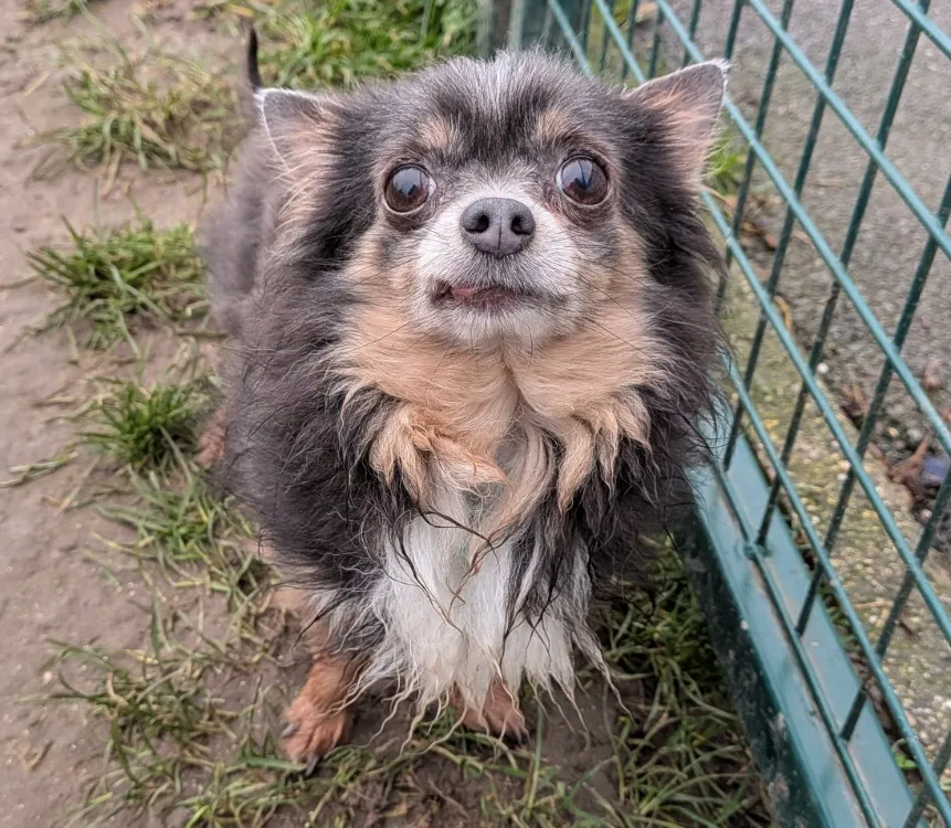 À l'adoption : Cooky