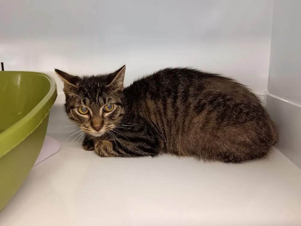 À l'adoption : Bandit