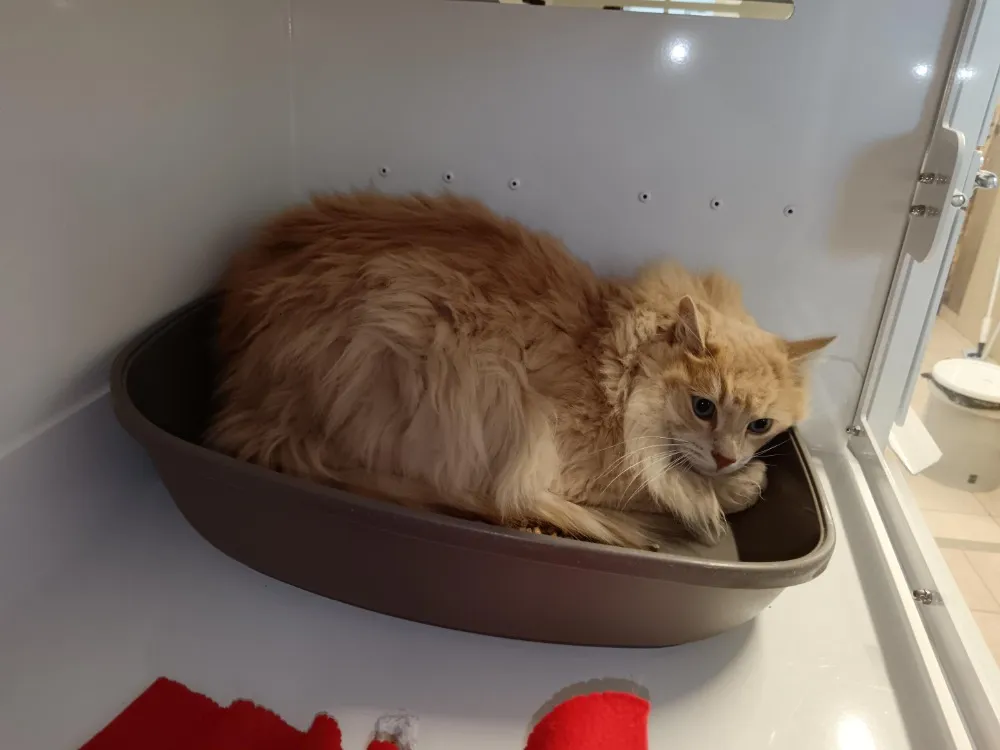 À l'adoption : Crumble Ct