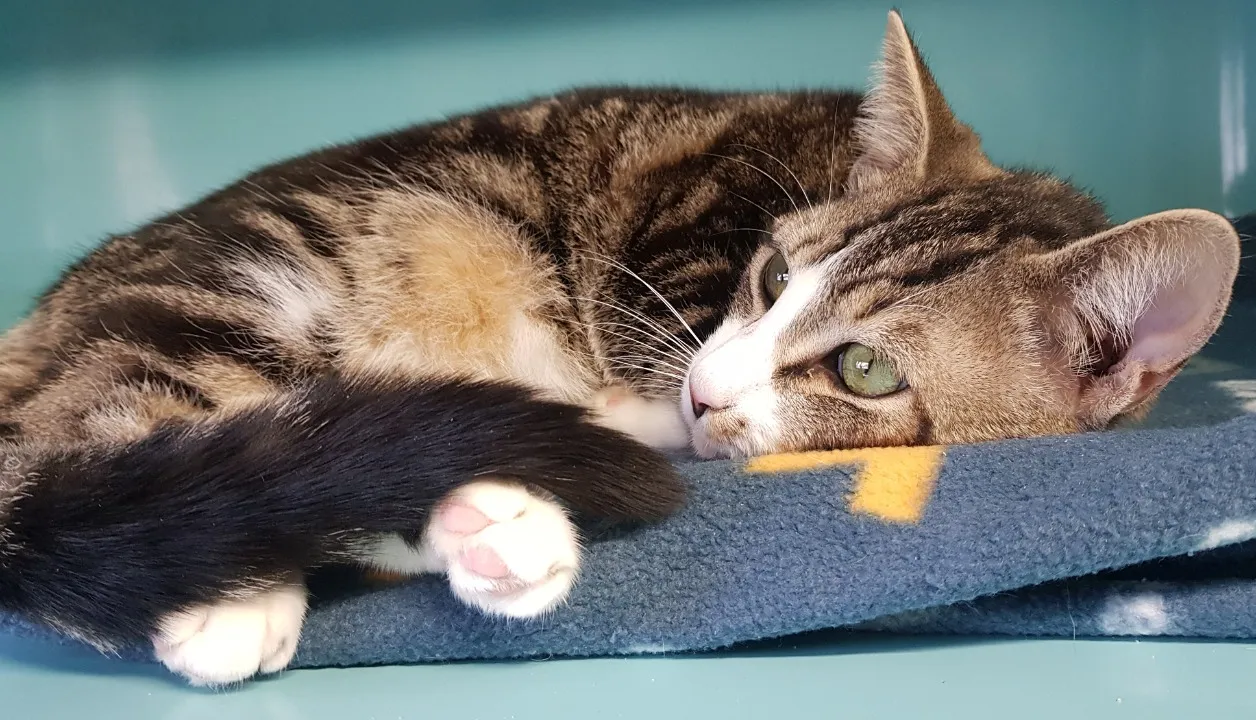 À l'adoption : Cacao Ct