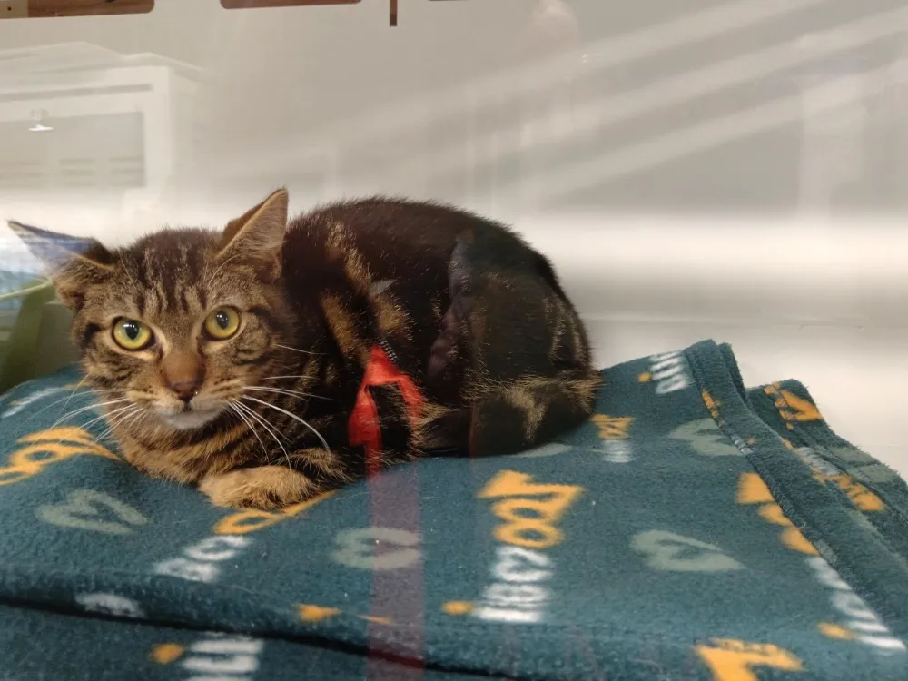 À l'adoption : Bill Ct