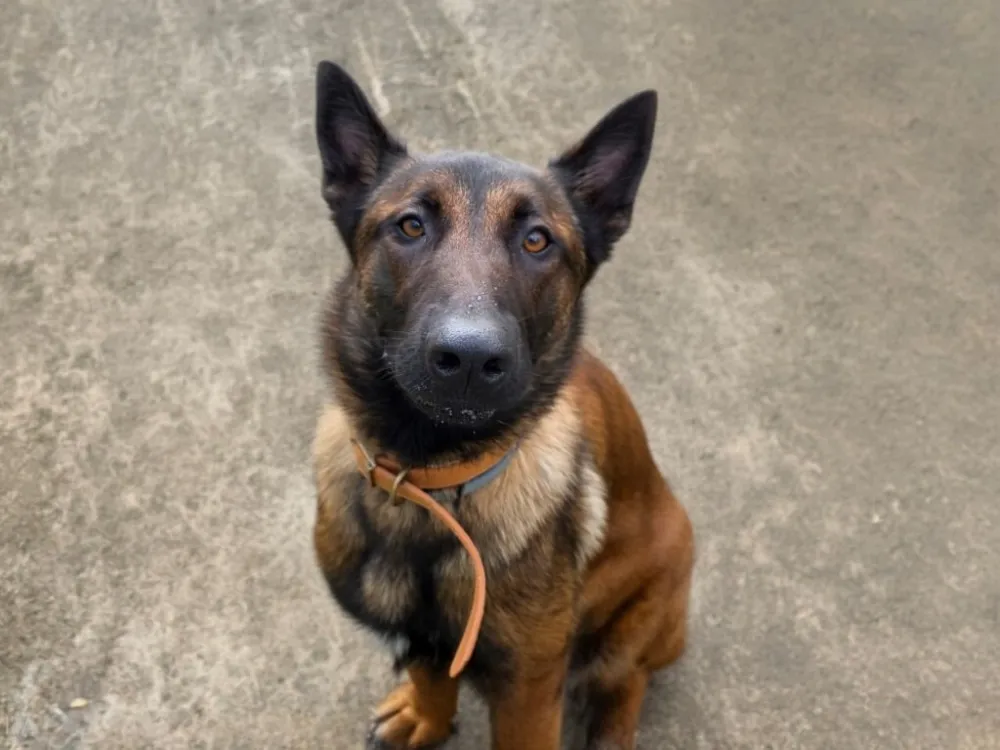 À l'adoption : Victoria