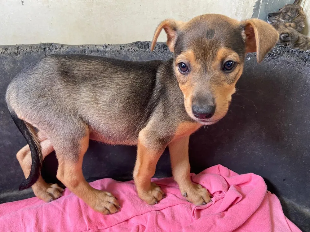 À l'adoption : Melofee