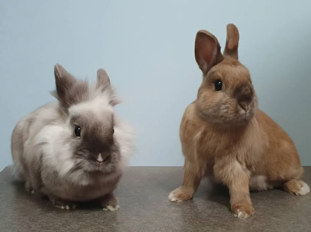 À l'adoption : Oggy Cac