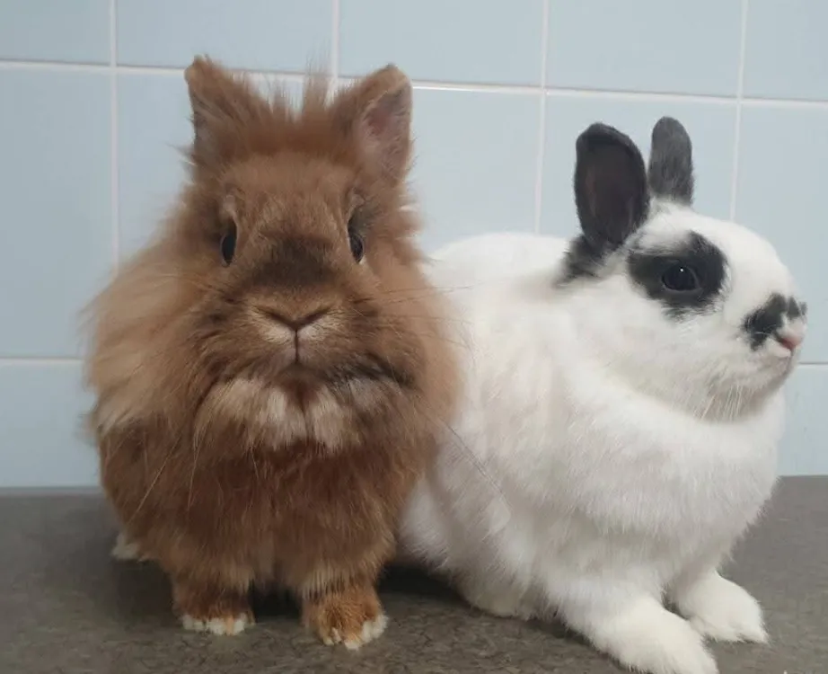 À l'adoption : Jack Cac