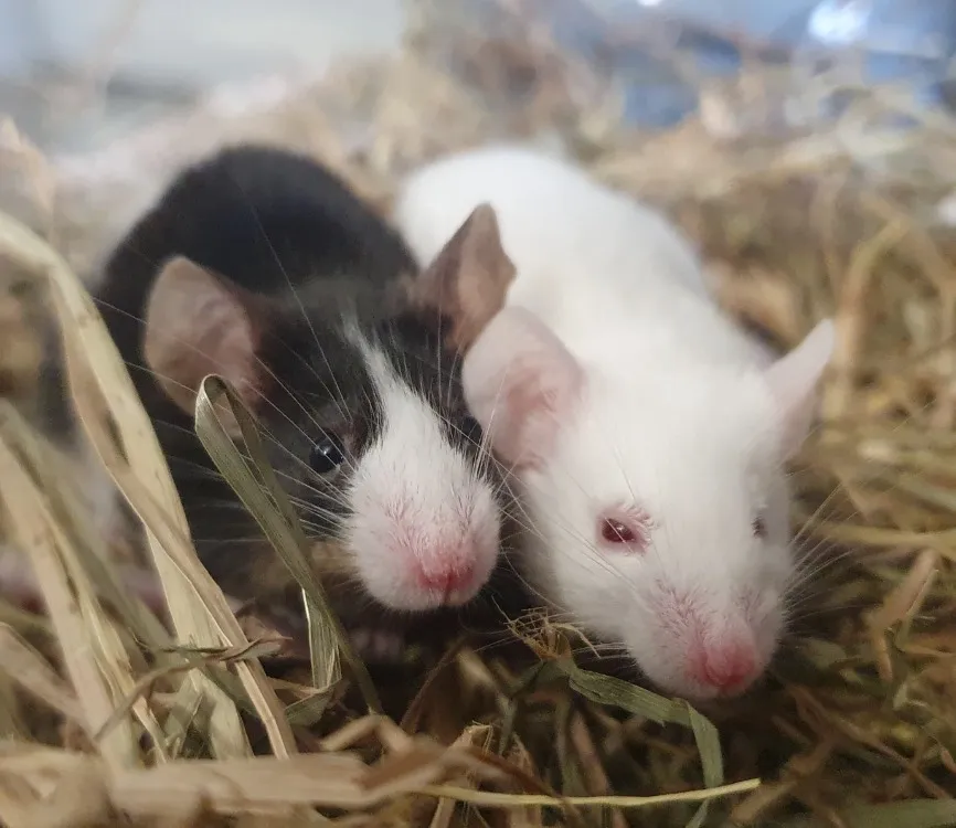 À l'adoption : Tchoupi Cac