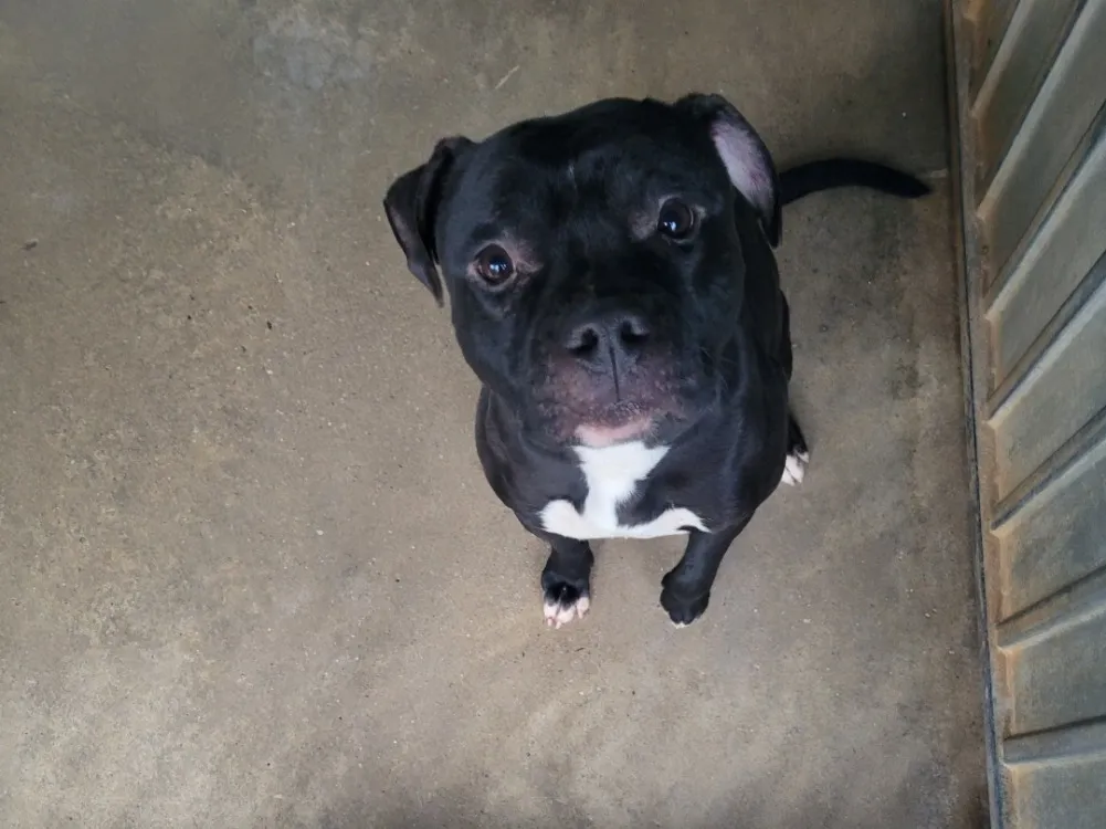 À l'adoption : Jean Jacques