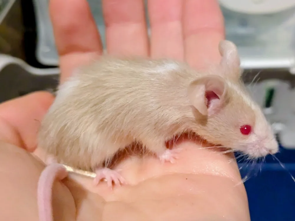 À l'adoption : Bloom