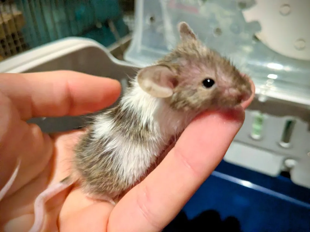 À l'adoption : Flora