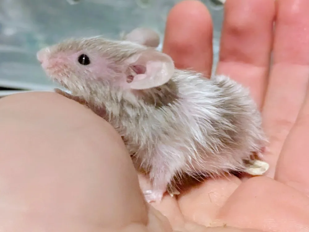 À l'adoption : Tecna