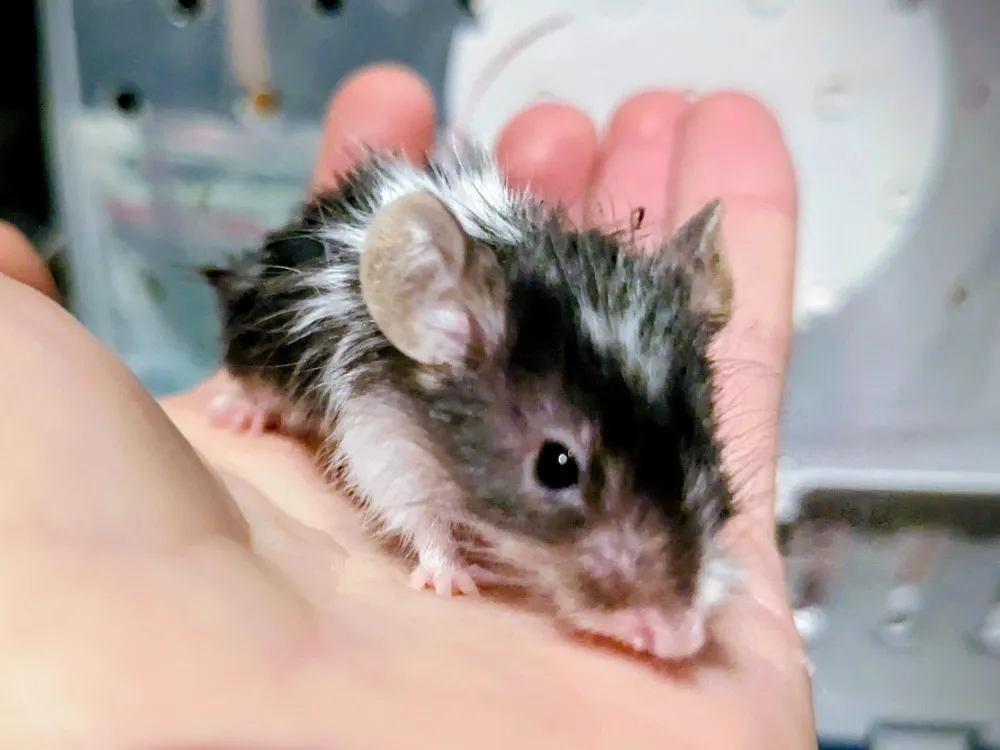 À l'adoption : Musa