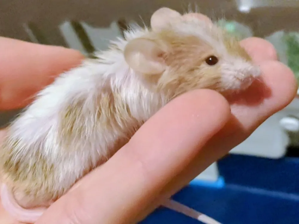 À l'adoption : Stella