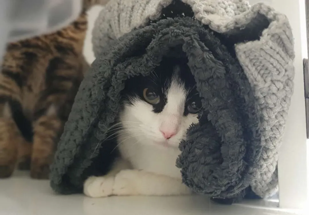 À l'adoption : Legend (En Duo Avec Lupo)