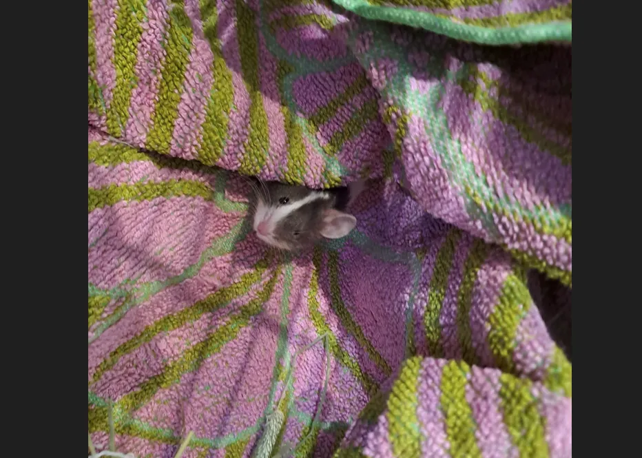 À l'adoption : Boris