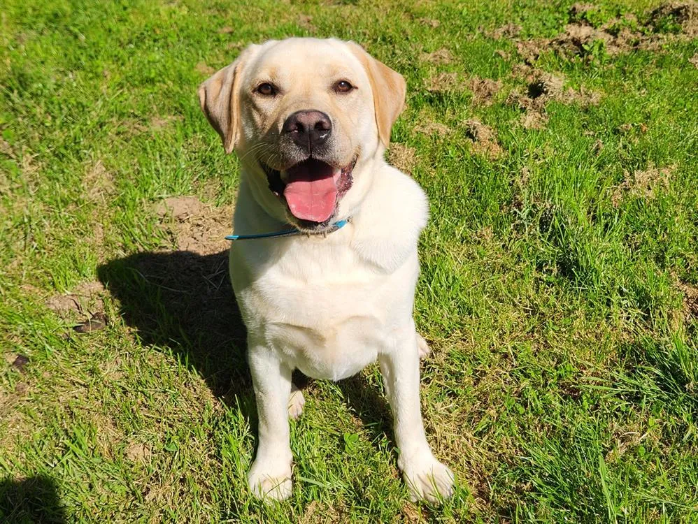 À l'adoption : Tom Qcn