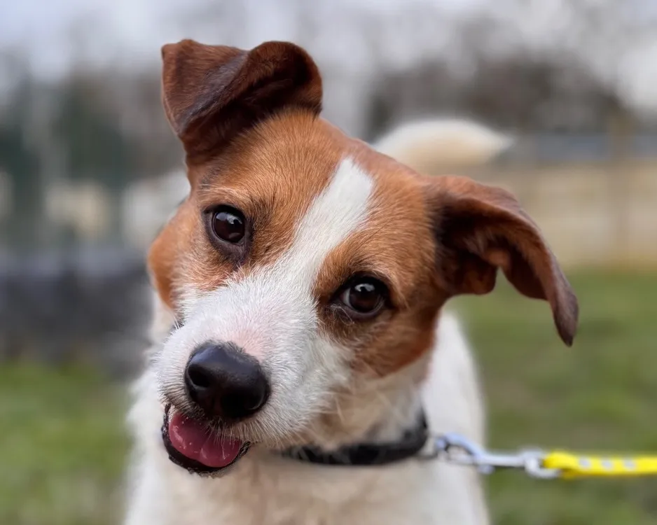 À l'adoption : Ricky