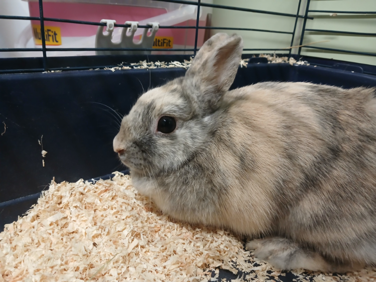 À l'adoption : Anicee