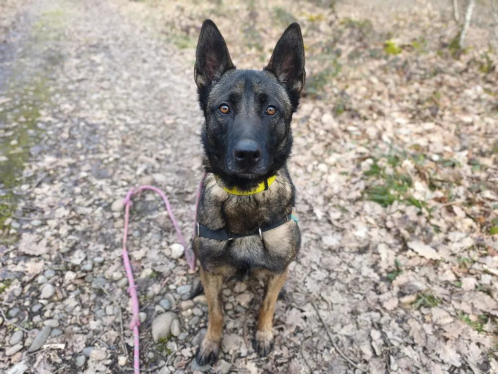 À l'adoption : Uros