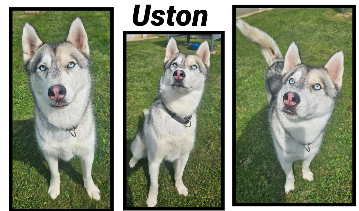 À l'adoption : Uston