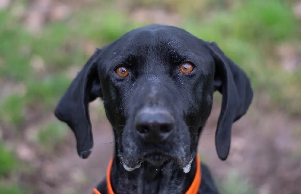 À l'adoption : Zerbino