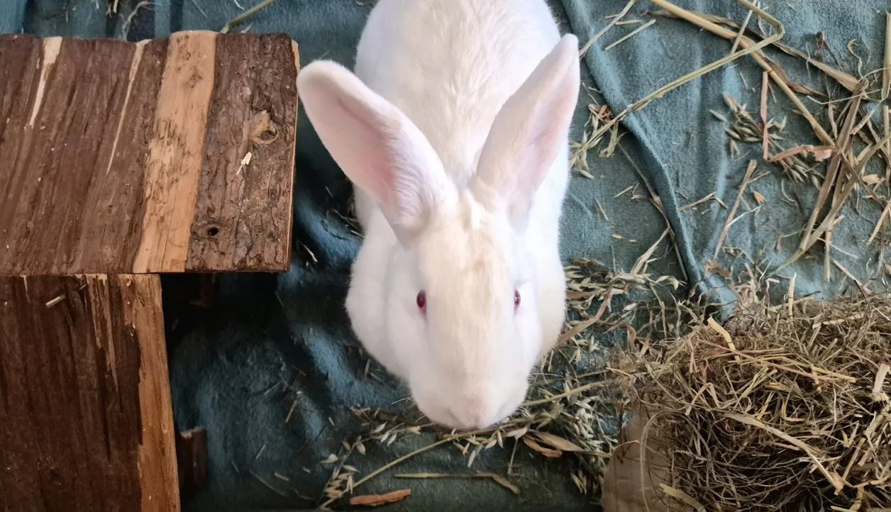 À l'adoption : Pravik