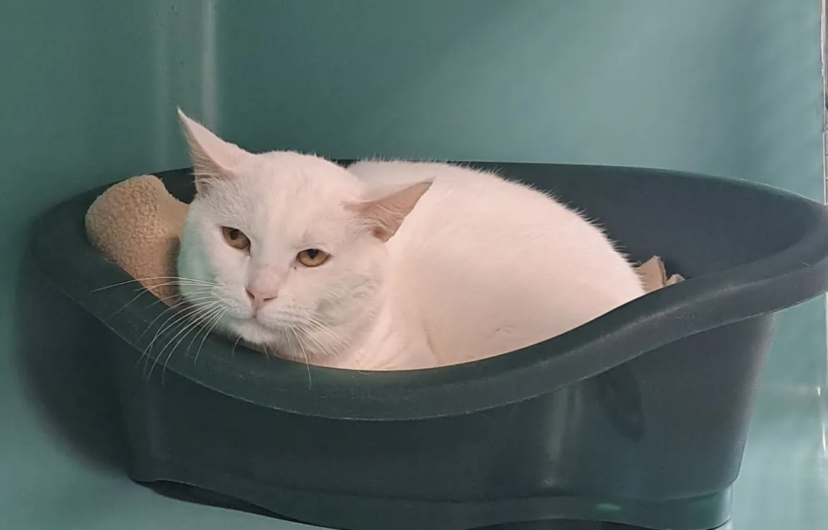 À l'adoption : Orian Qct