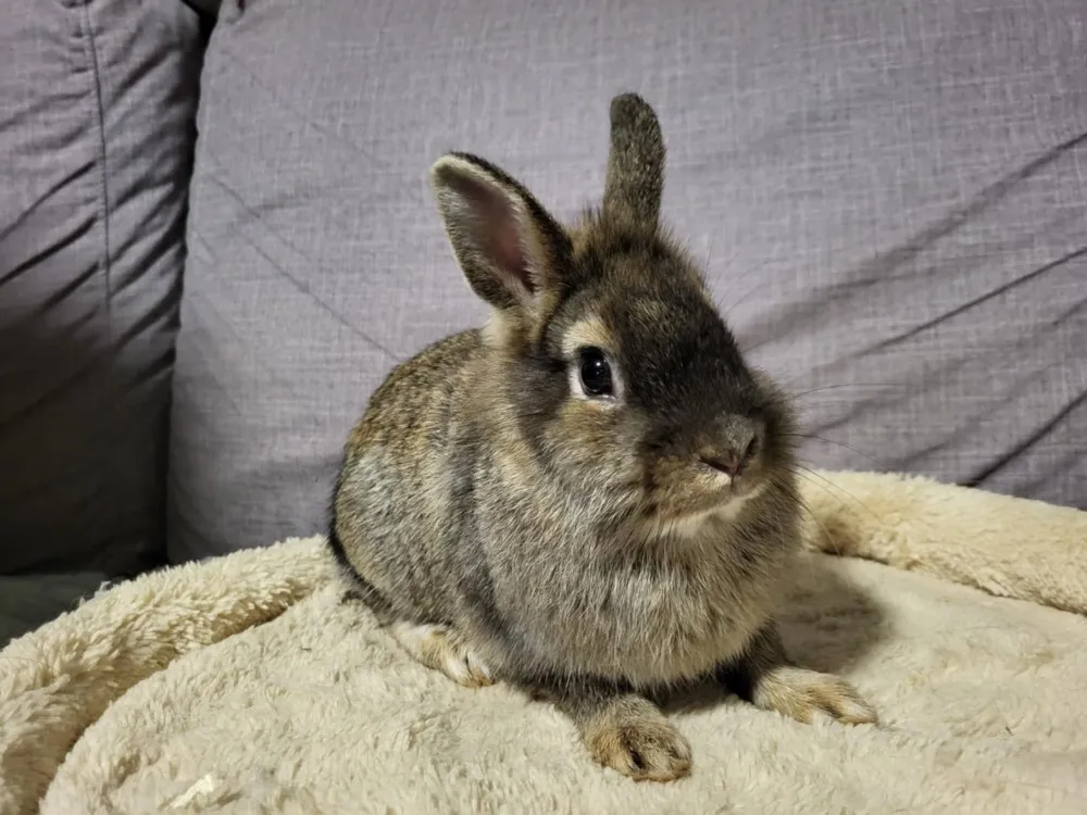 À l'adoption : Pocahontas